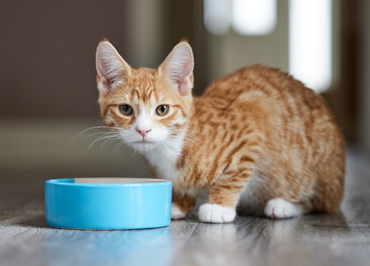 Belangrijk! Hoe lang kan een kat zonder eten en drinken? Belangrijk! Hoe lang kan een kat zonder eten en drinken?