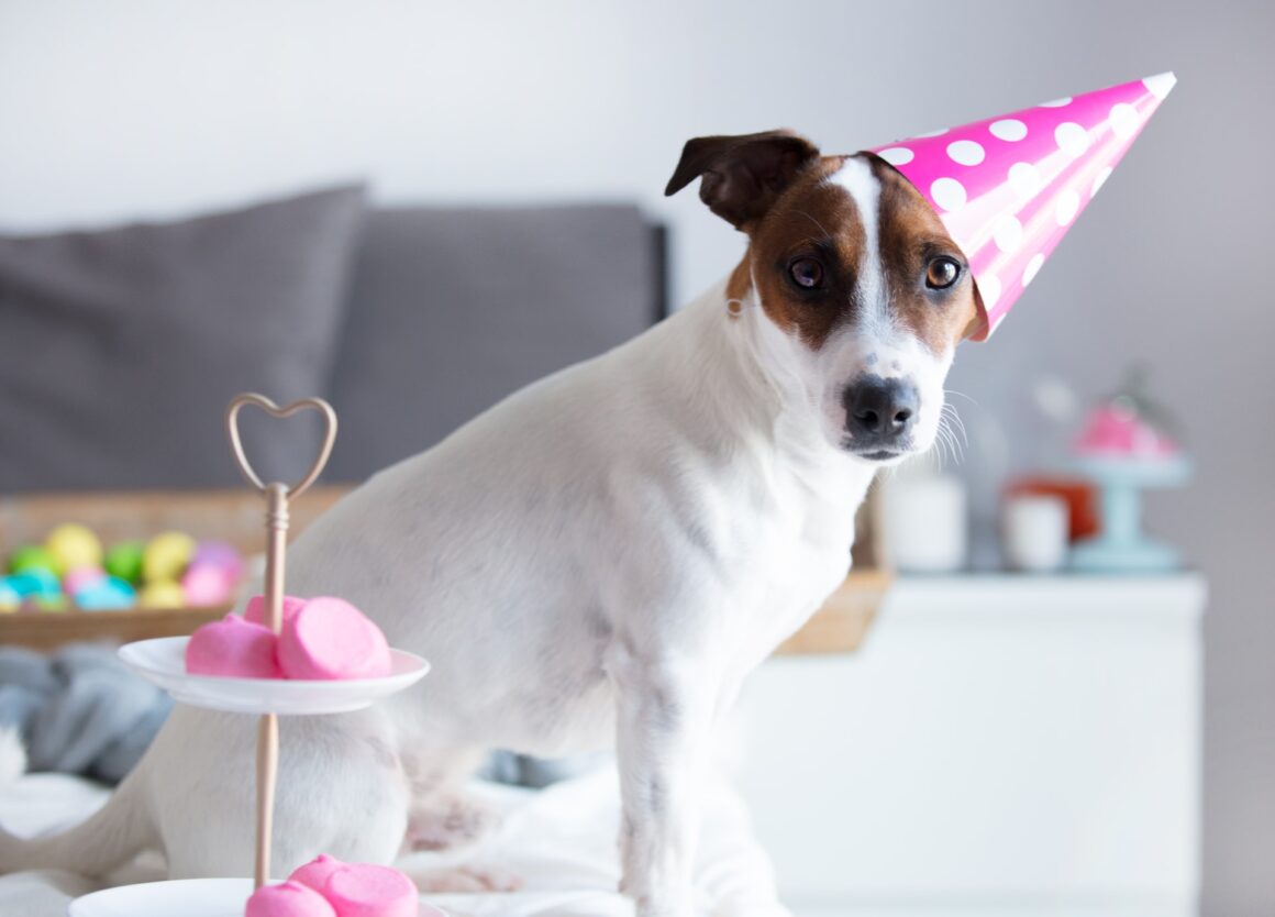 Goede vraag hoe oud wordt een hond eigenlijk?