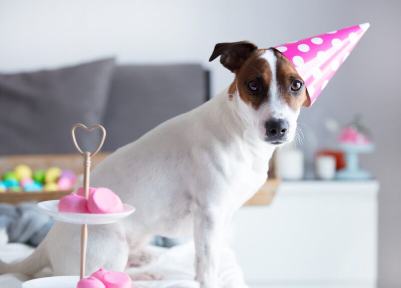 Goede vraag: hoe oud wordt een hond eigenlijk?