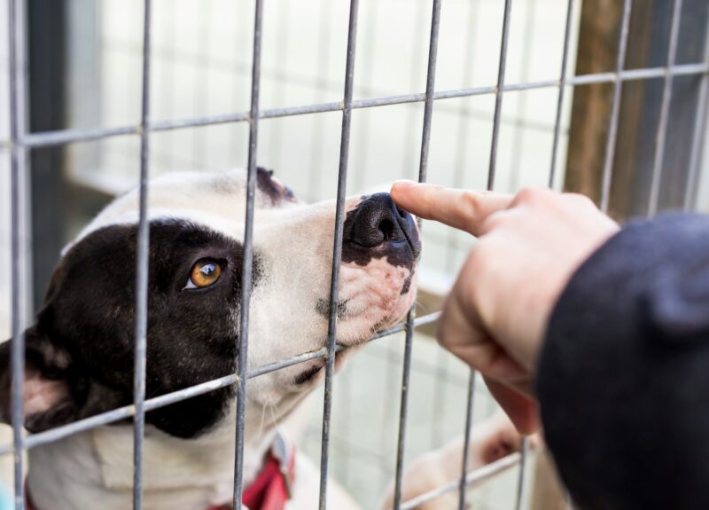 Alles wat je moet weten over een hond adopteren