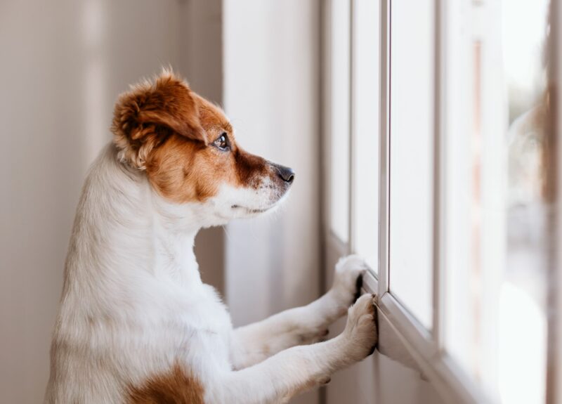 Hoe lang kun je een hond alleen thuis laten?