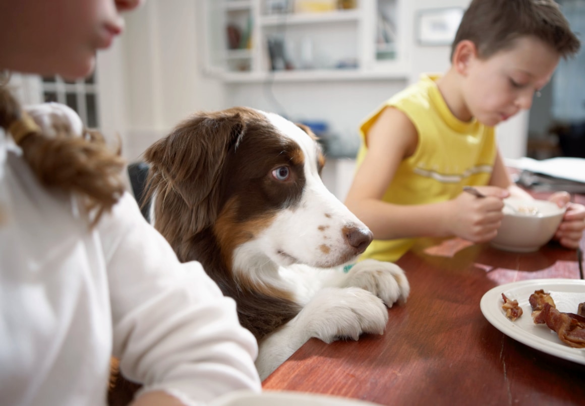 Hond bedelt aan de tafel