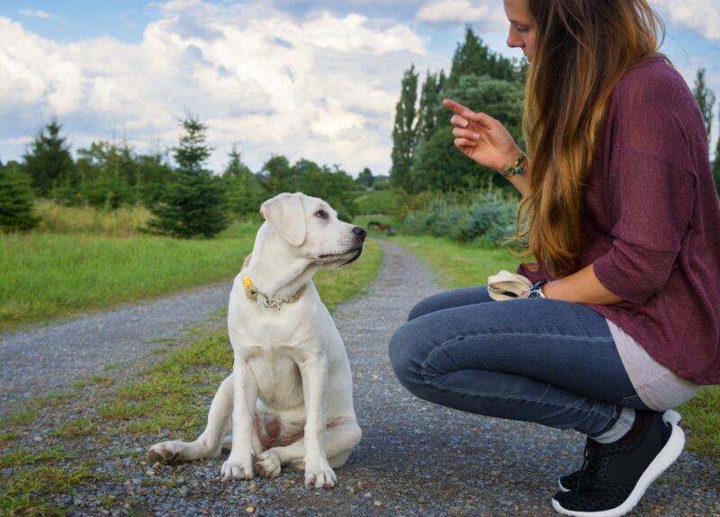 Hond belonen: 9 benodigdheden en tips die positief werken