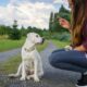 Hond belonen: 9 benodigdheden en tips die positief werken