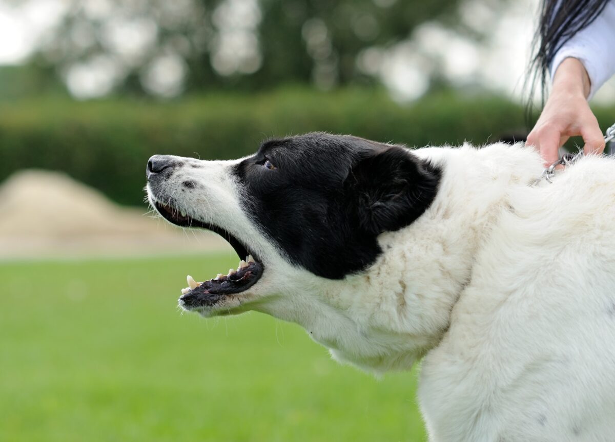 Hond blaffen afleren? Dit zijn 4 effectieve manieren