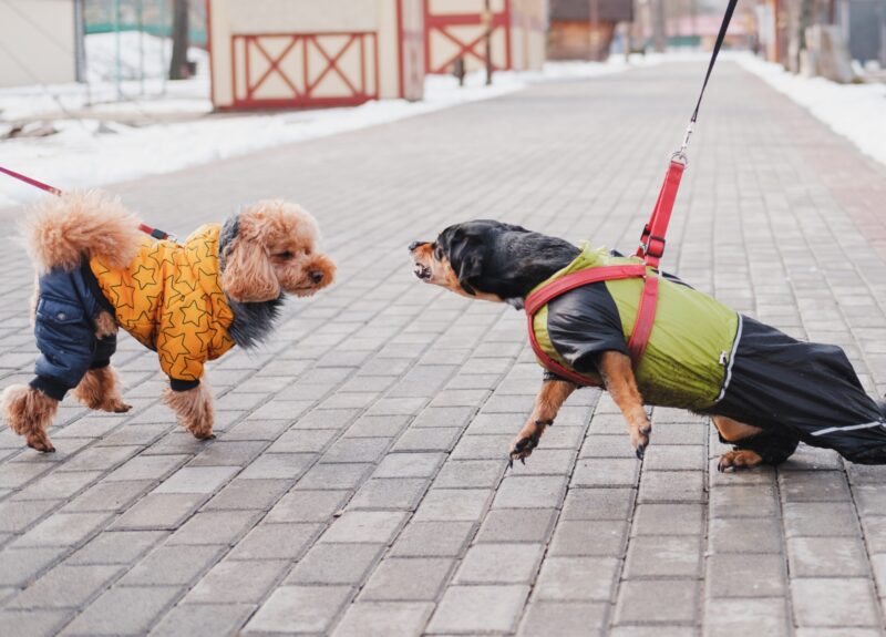 Dit kun je doen als jouw hond blaft naar andere honden