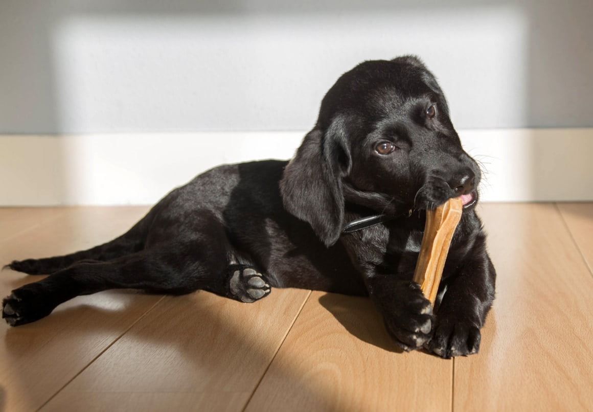 Hond kalmeren met kauwbot