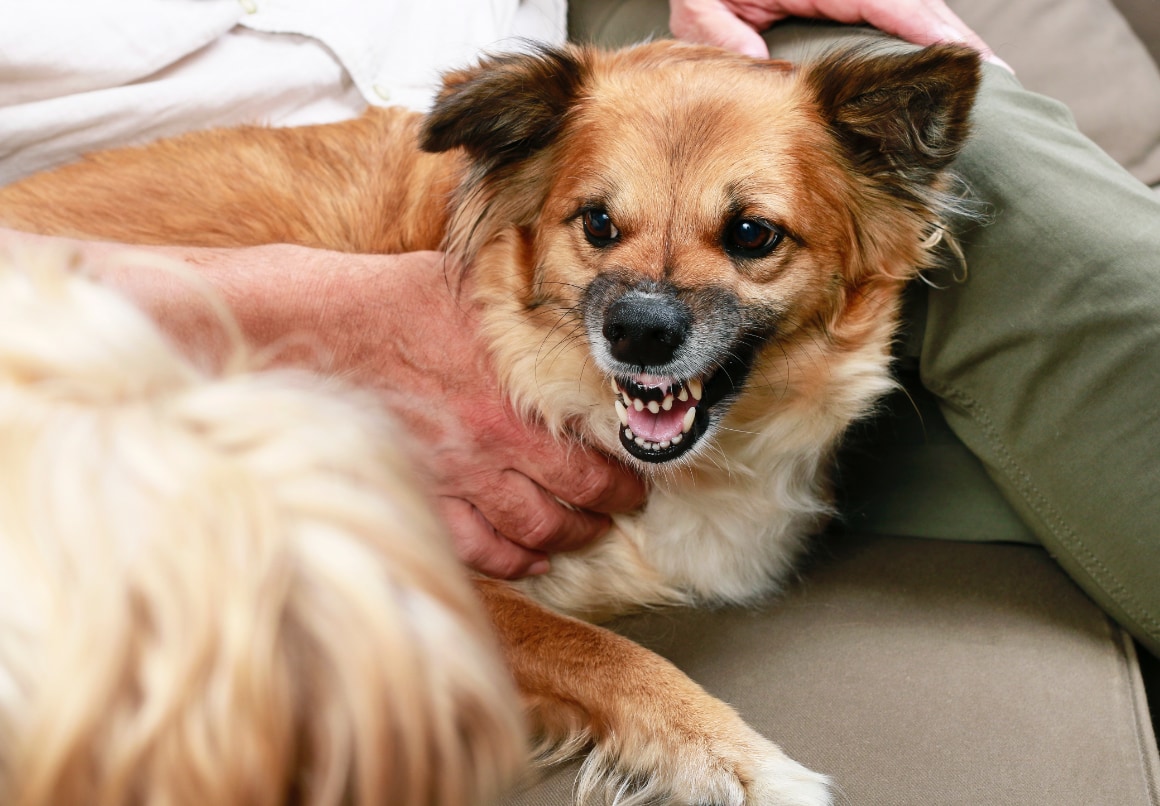 Een hond overmatig blaffen afleren in 4 eenvoudige stappen