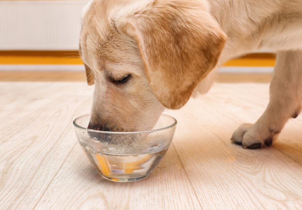 Mijn hond plast veel is dit een reden voor paniek?