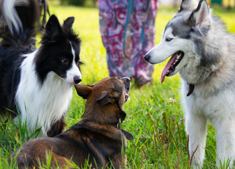 Een hond socialiseren doe je effectief met deze 7 tips