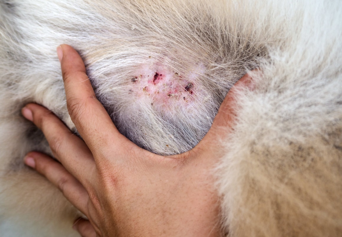 Hond stinkt door hotspot of huidplooi