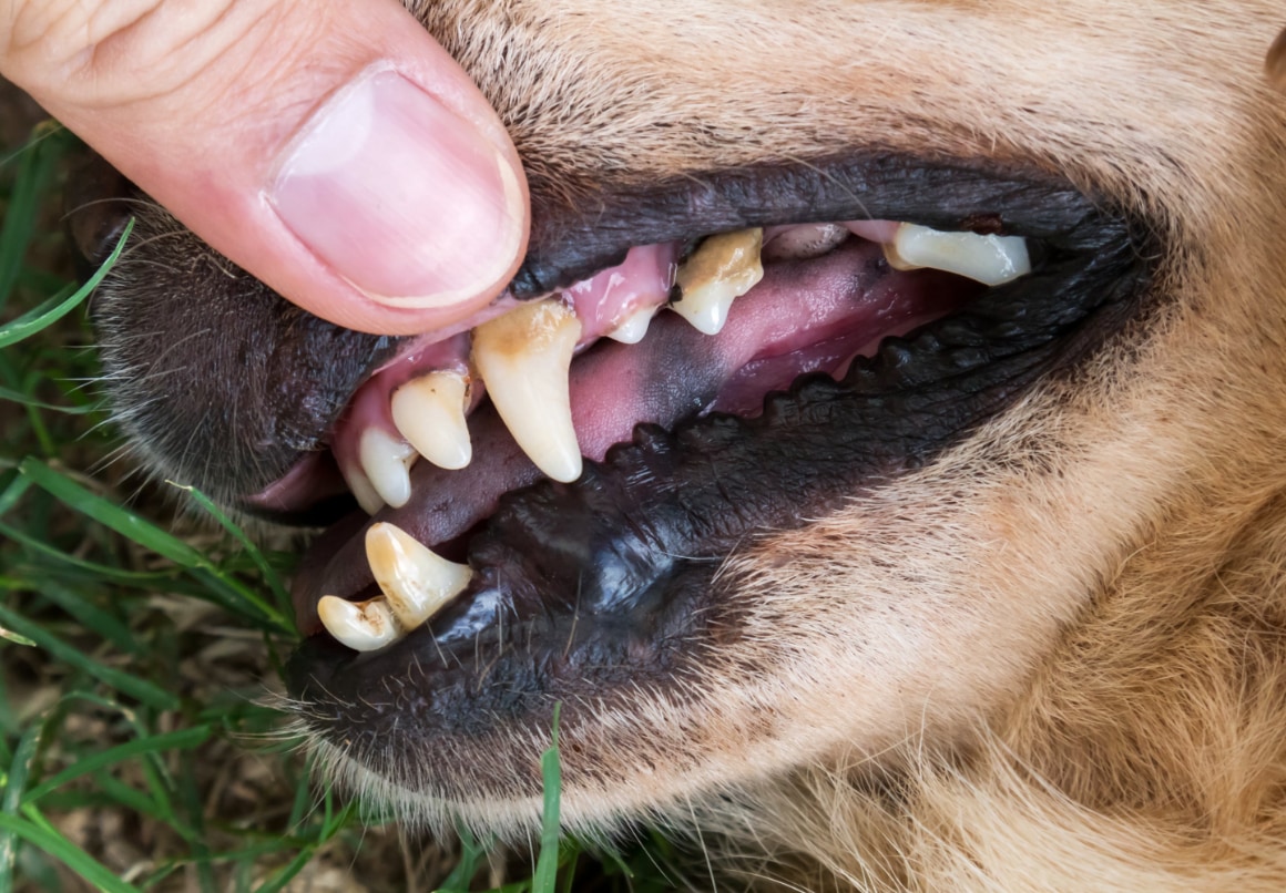 Hond stinkt uit zijn bek door tandsteen of tandplak