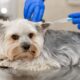 Dit is waarom een hond vaccineren zo belangrijk is