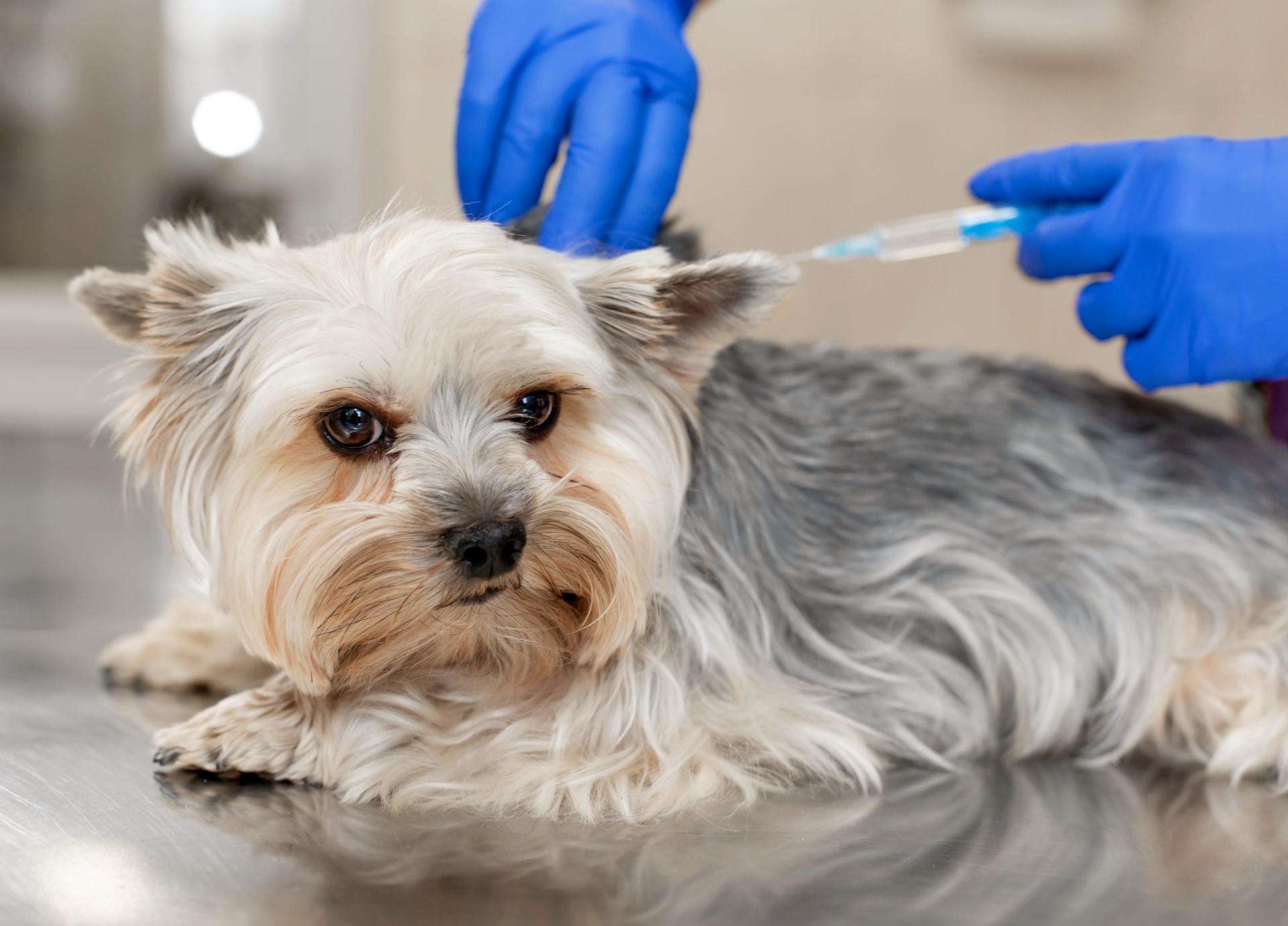 Dit zijn de symptomen van een stervende hond