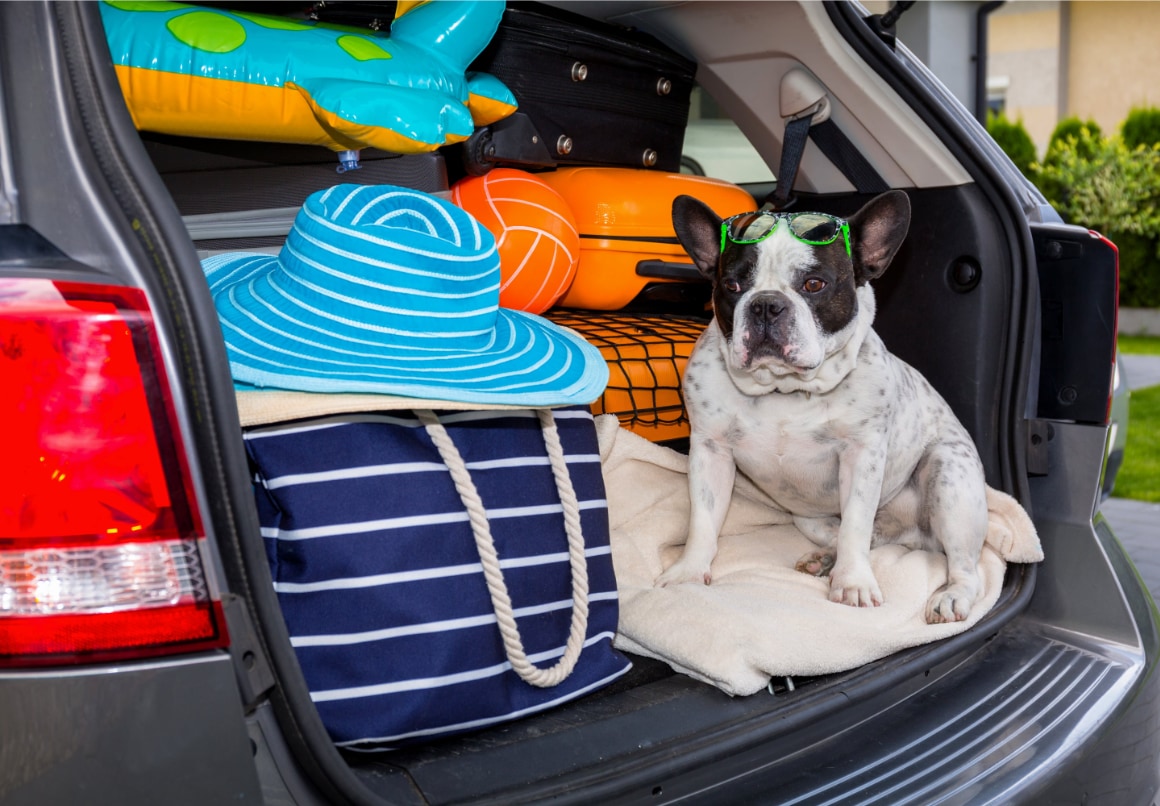 Hond kofferbak klaar voor vakantie