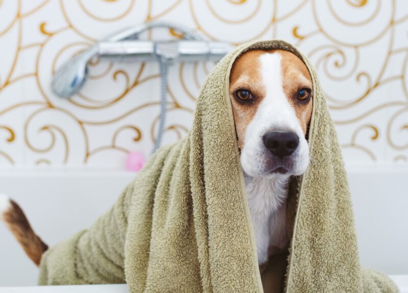 5 snelle tips: hondengeur verwijderen uit huis