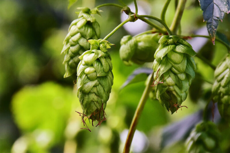 Hop–humulus lupulus 1