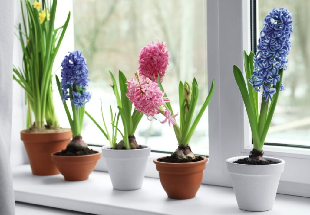 Hyacinth giftig voor kat