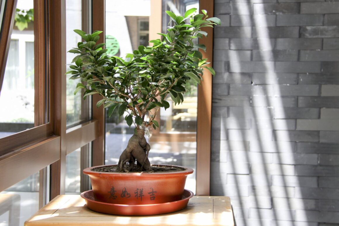 Ideale standplaats Bonsai