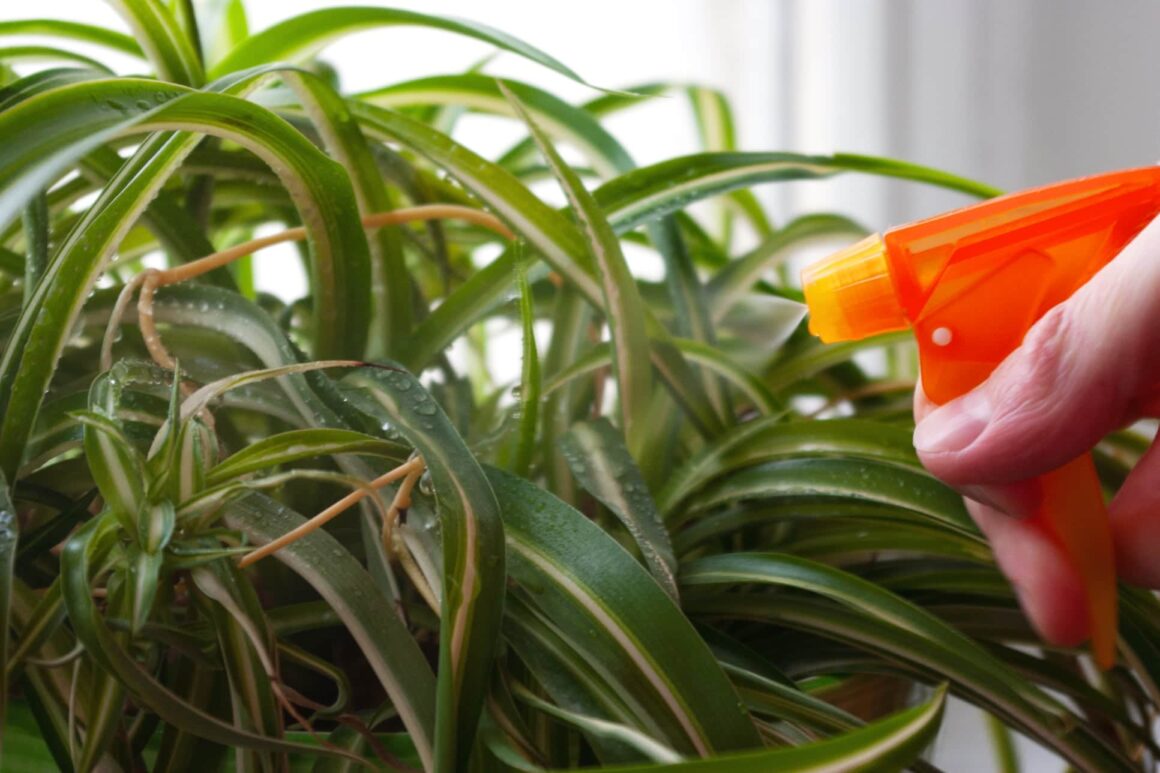 Kamerplant besproeien tegen spint