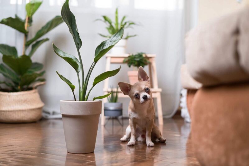 Kamerplant diervriendelijke kamerplanten ws01v01 1281577188