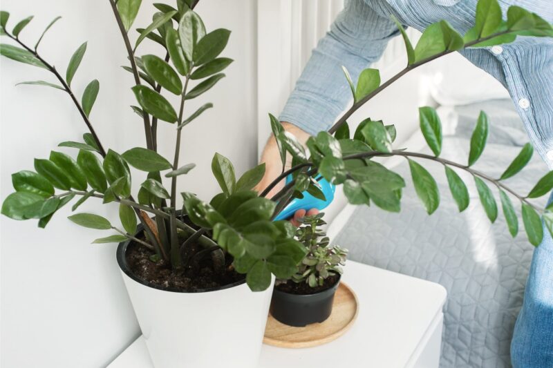 Kamerplanten water geven ws01v04 1217598104 scaled