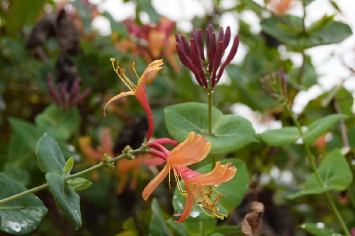 Kamperfoelie in bloei als haag in de tuin