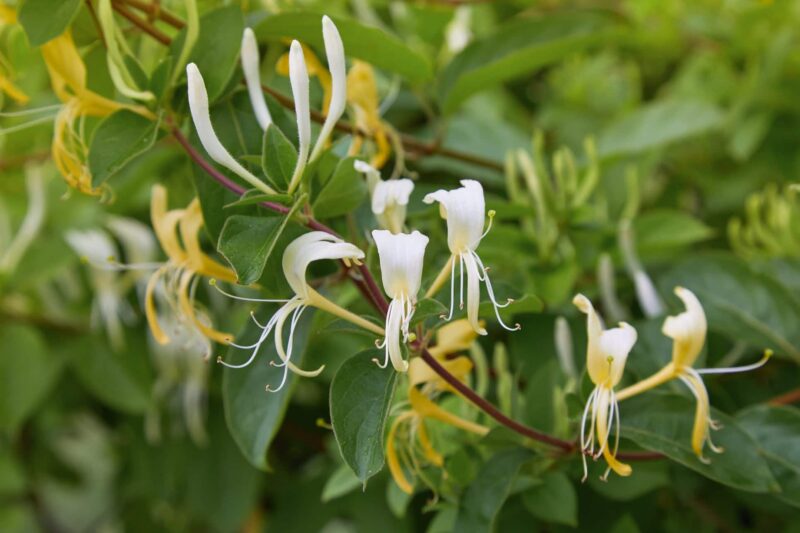 Kamperfoelie planten verzorgen ws01v01 1157240930