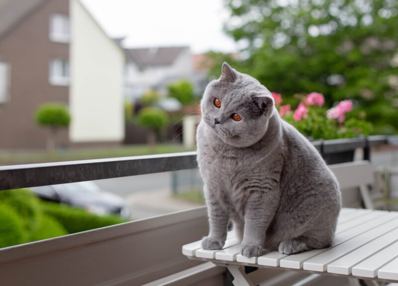 Een kat binnen houden: hoe pak je dat aan?