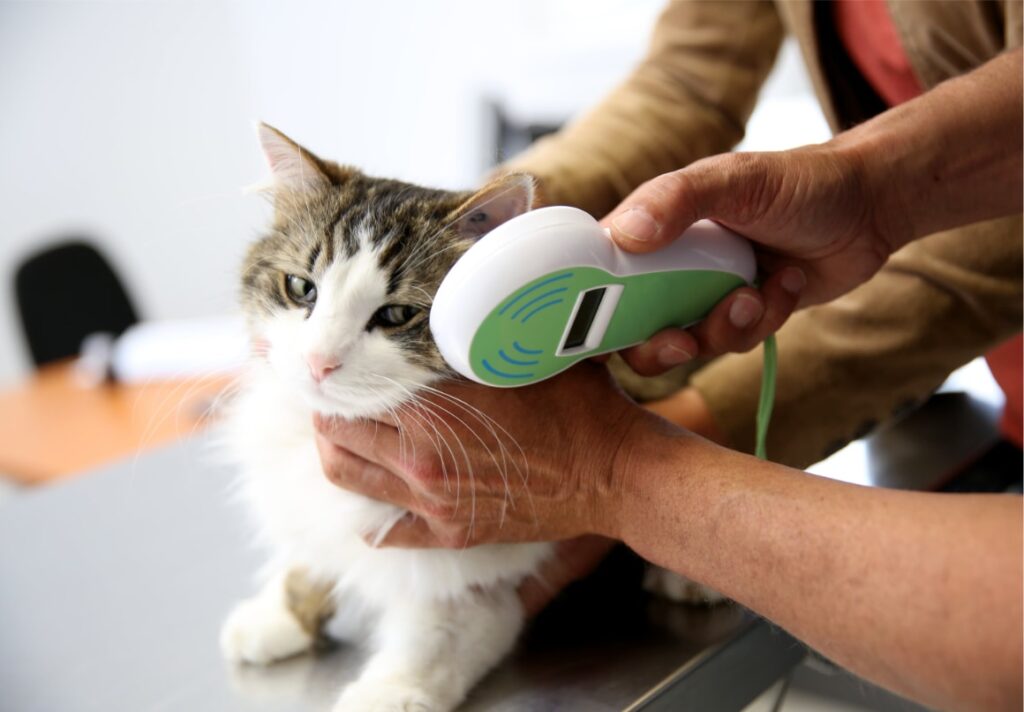 Kat met koorts bij de dierenarts