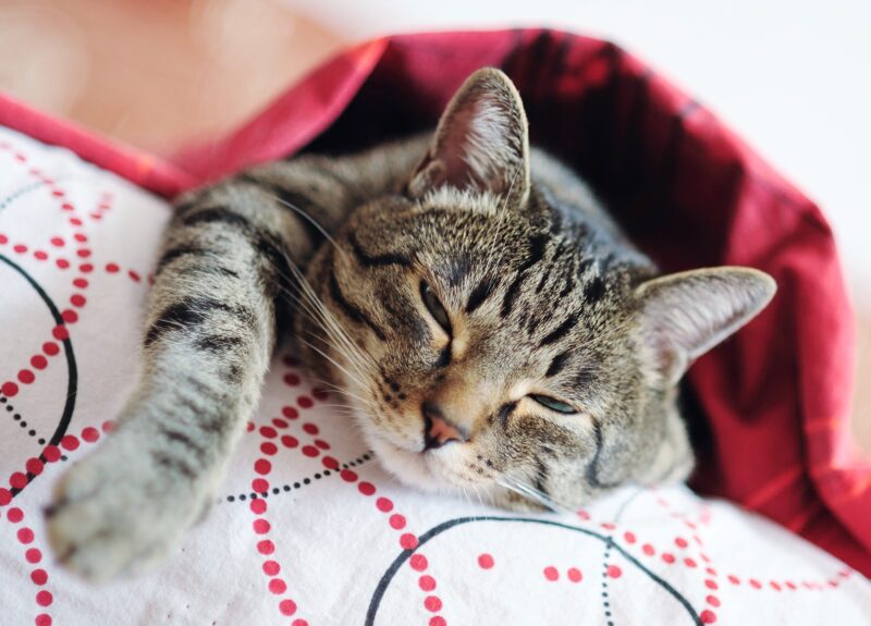Heeft je kat koorts? Let dan goed op deze symptomen