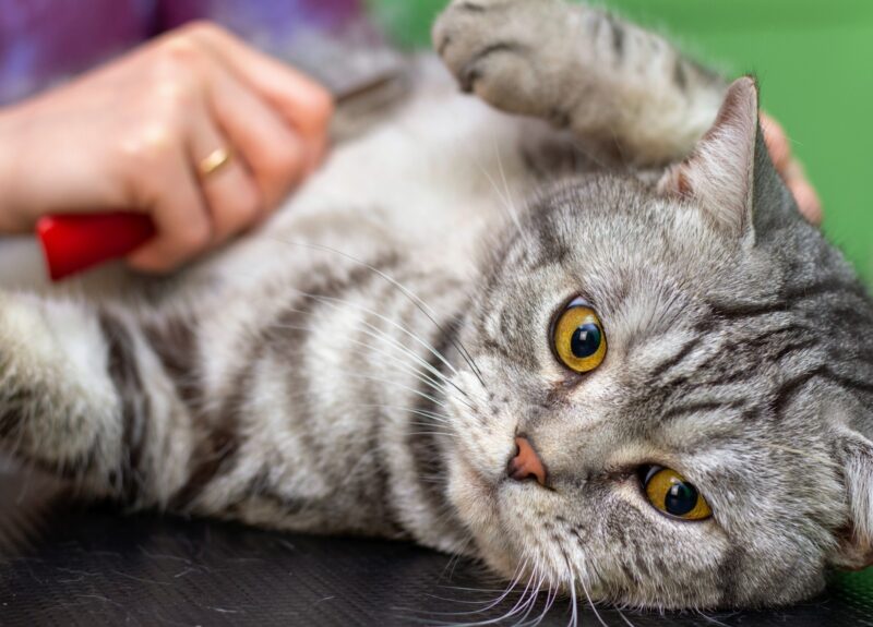 Hoe kun je het beste een kattenvacht verzorgen?