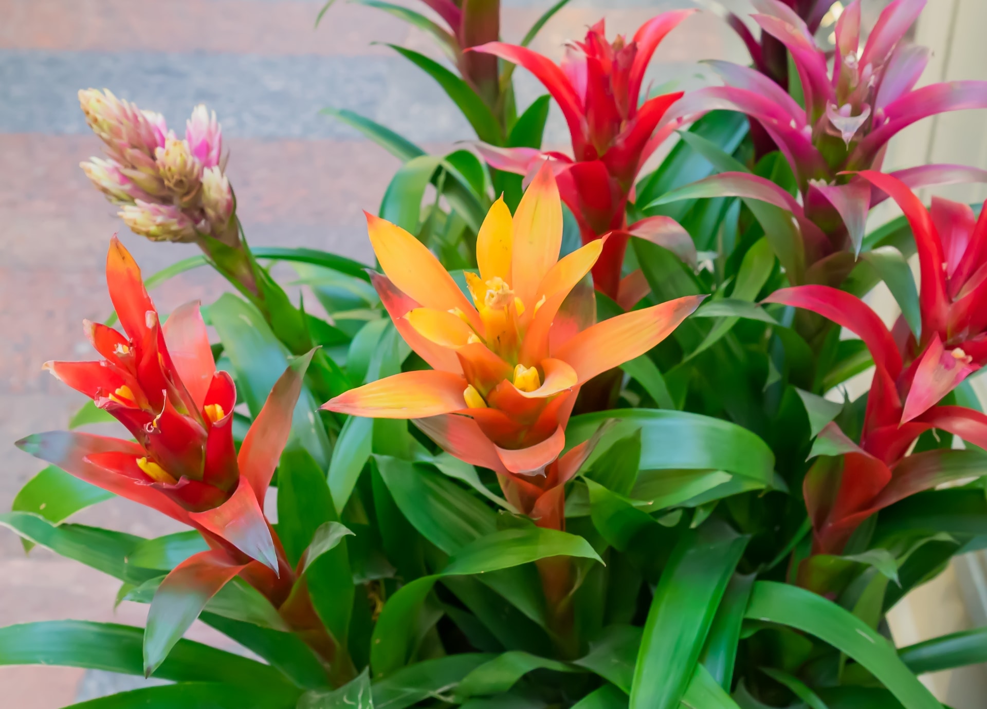 Bromelia katvriendelijke plant