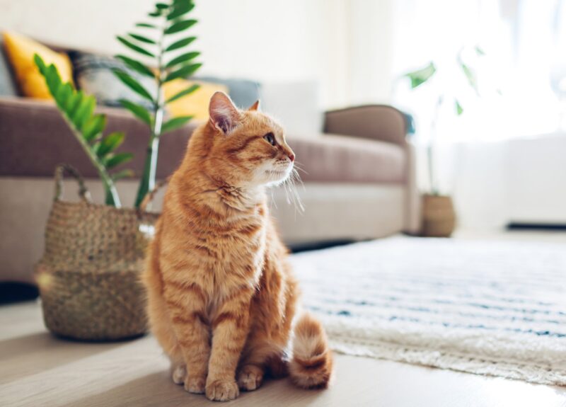 Dit zijn 5 katvriendelijke planten voor in huis