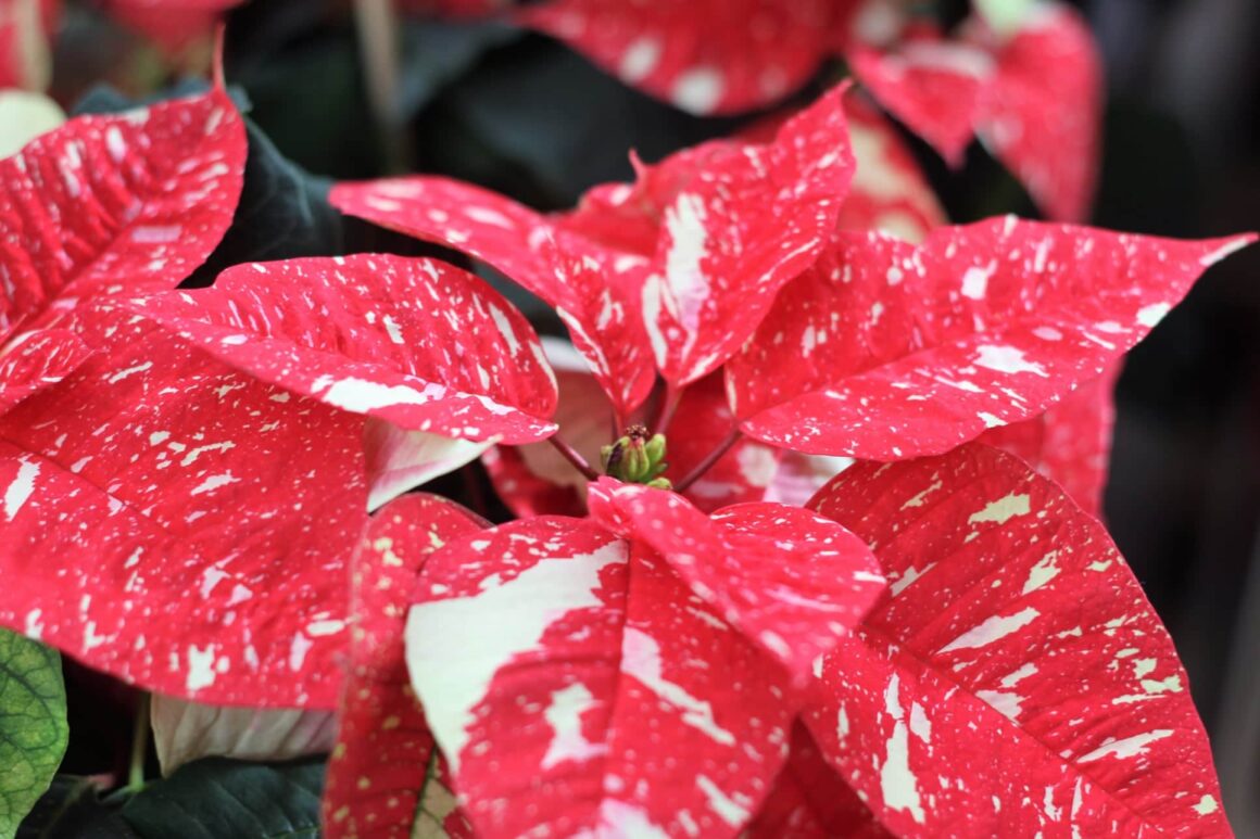 Kerstster of Poinsettia met witte vlekken