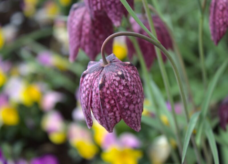 Kievitsbloem planten en verzorgen