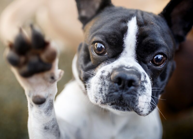 Dit zijn de 5 leukste kleine honden die niet blaffen