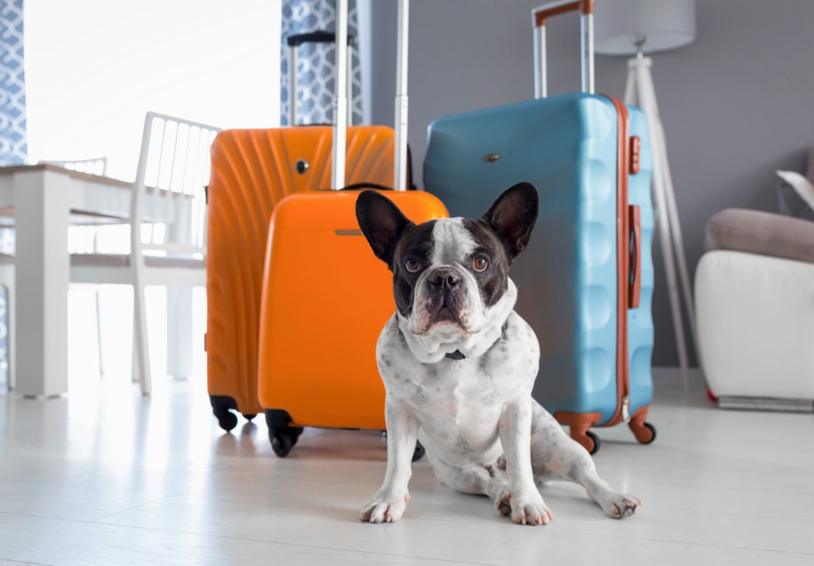 Koffer inpakken met hond op vakantie