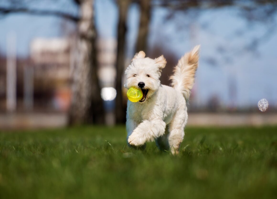 Bij een Labradoodle kopen is trainen, spelletjes en socialisatie belangrijk