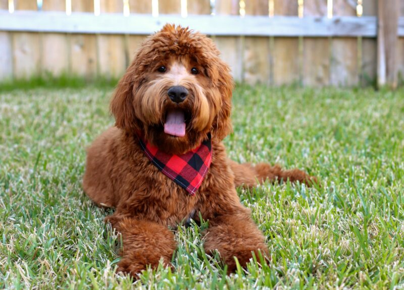 Labradoodle kopen? Dit zijn de belangrijkste raskenmerken