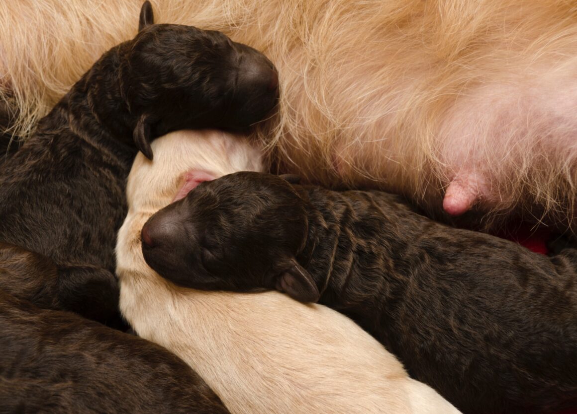 Labradoodle pups kopen: let dan op de aanwezigheid van ouderdieren