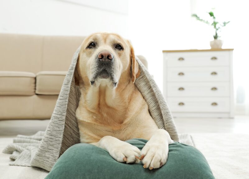 Labrador Retriever kopen? Lees dan eerst deze tips