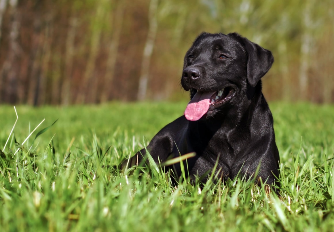 Labrador Retriever middelgrote gezinshond