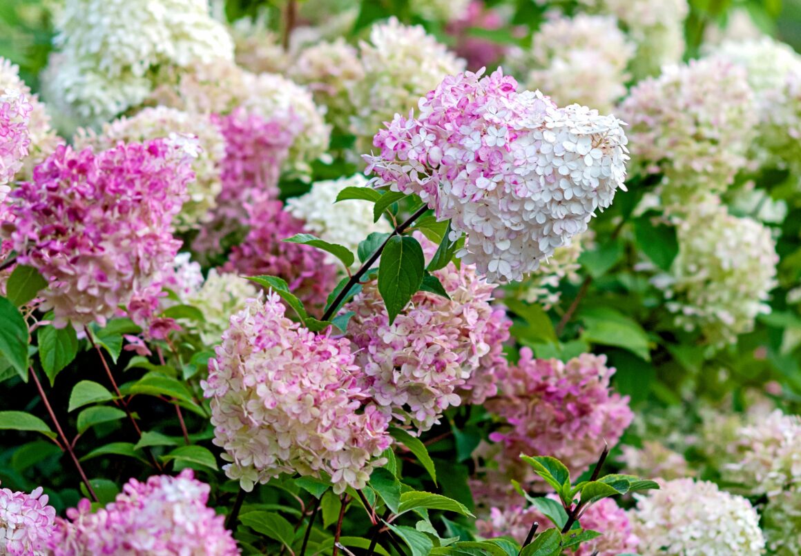 Langbloeiende struik pluimhortensia