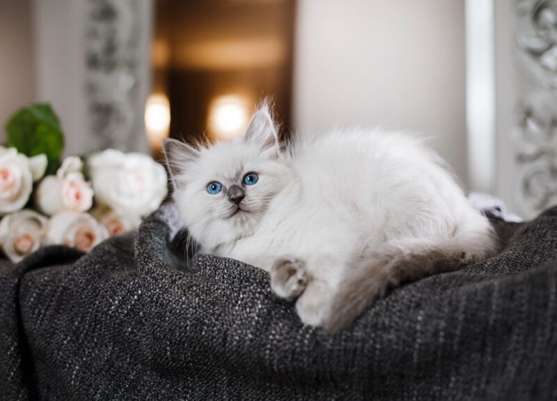 Op zoek naar langharige kattenrassen? Deze zijn favoriet!