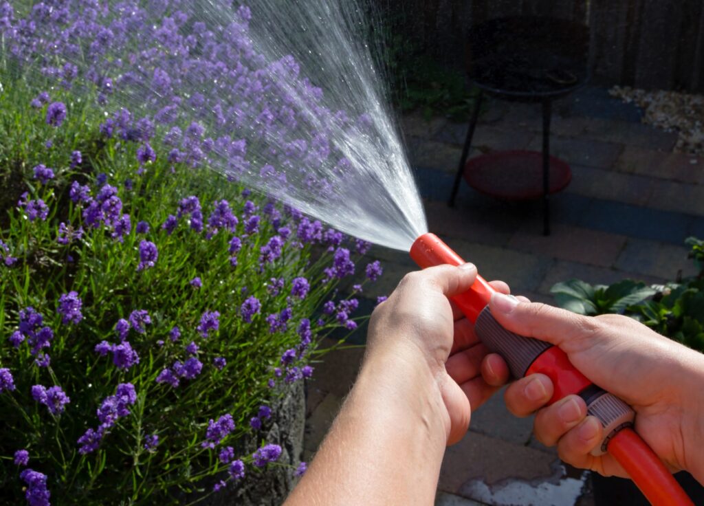 Wanneer en hoe vaak moet je lavendel water geven?