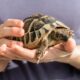 Wat is de gemiddelde leeftijd van schildpadden?