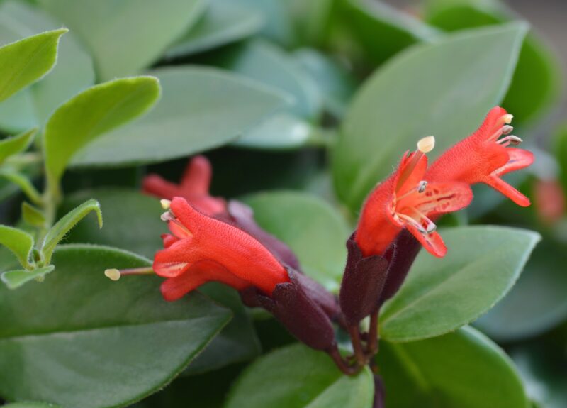 De schaamrood of lipstickplant verzorgen