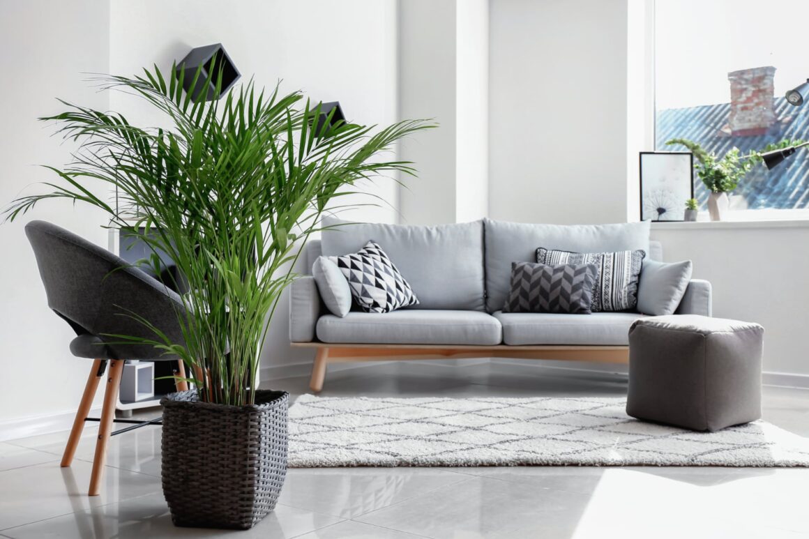 Luchtzuiverende kamerplant goudpalm