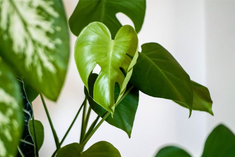 Monstera gatenplant verzorgen ws01v02 4427146 scaled